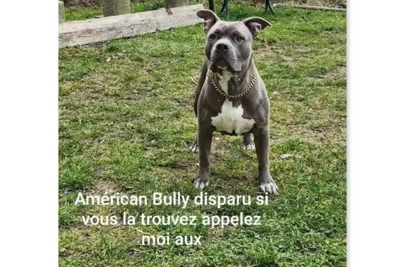 Chien perdu, Route de Montauban - photo