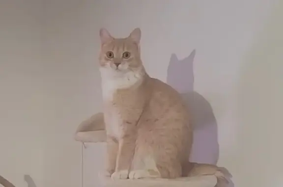 Animaux perdus , photo: Chat mâle roux disparu à Hennebont