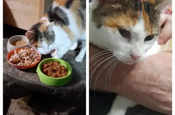 Chat trouvé , photo: Chaton écaille trouvé, femelle non pucée