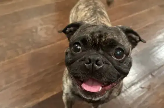 Lost Frenchie Pug Mix: Help Find Sledge!