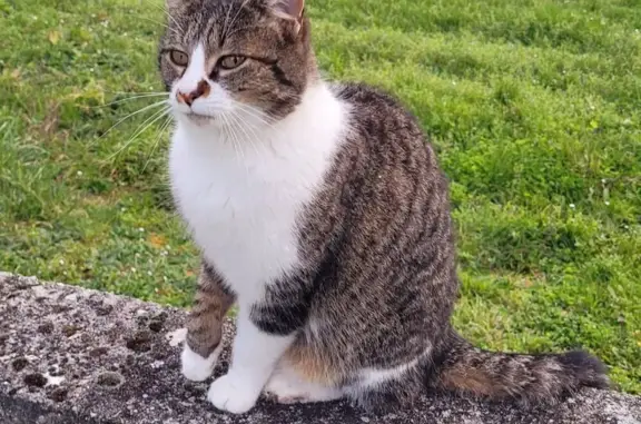 Chat trouvé Nouvelle-Aquitaine, photo: Chat tricolore trouvé à Pérignac