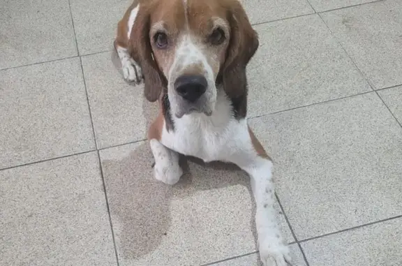 Beagle Dota Perdido em Rio de Janeiro