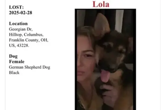 Lost Puppies: German Shepherds Missing