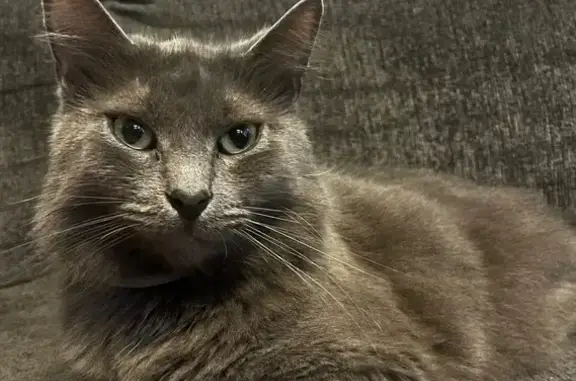 Lost Gray Cat: South Boston, Green Eyes