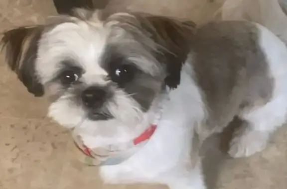 Lost Dog Alert: Hornsby Ave, St. Louis