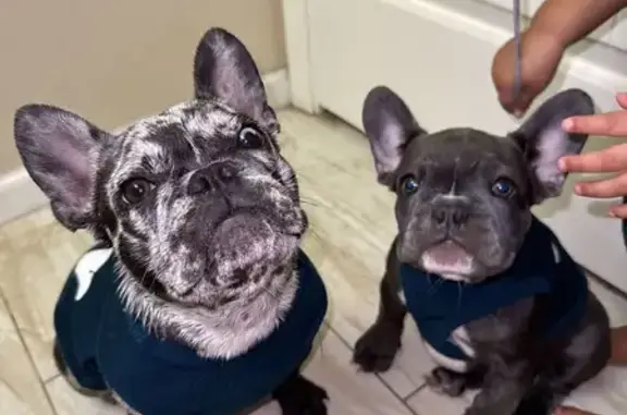 Lost French Bulldogs in Mesa - Help Find!