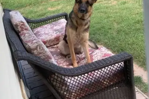 Missing: Tan & Black German Shepherd