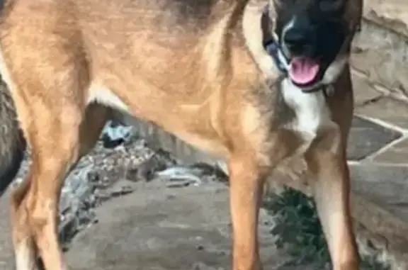 Lost Tan Shepherd Mix - Glencoe, IL