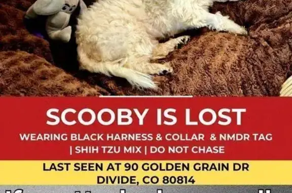 Lost Shih-Poo: Scooby on Will Stutley Dr