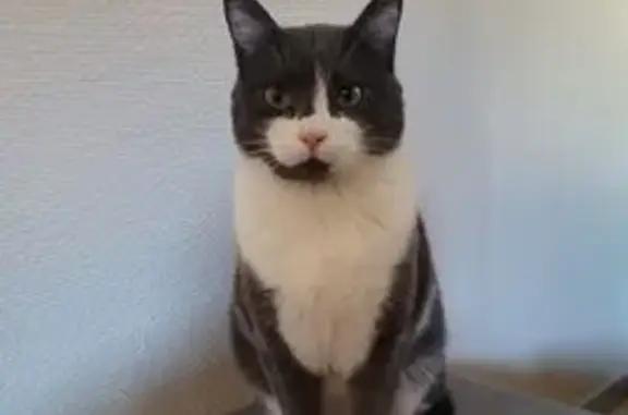 Animaux perdus Tarbes, photo: Tchouki, chat perdu, Rue Eugène Ténot