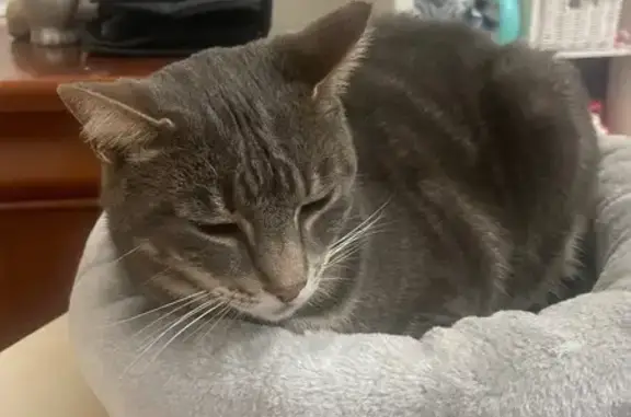 Chat trouvé Beaumont, photo: Chat gris sociable trouvé à Beaumont