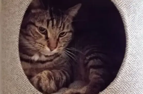 Chat perdu à Lunéville : récompense offerte - photo