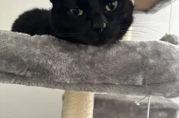 Chat perdu, Ustaritz, photo: Chatte craintive et bavarde perdue à Ustaritz