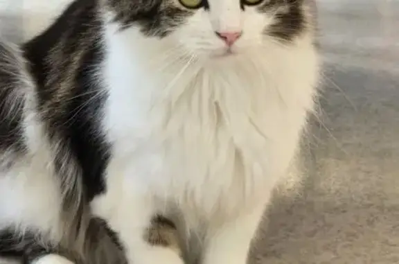 Animaux perdus Lucé, photo: Chat tricolore perdu à Lucé