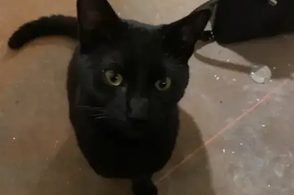 Chat noir mâle trouvé près métro Rennes - photo