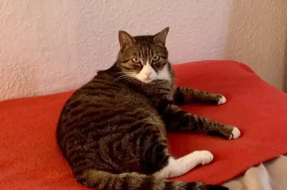 Chat perdu, Niort, photo: Chat handicapé disparu à Niort
