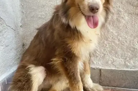 Cachorrinha Encontrada: Procur...