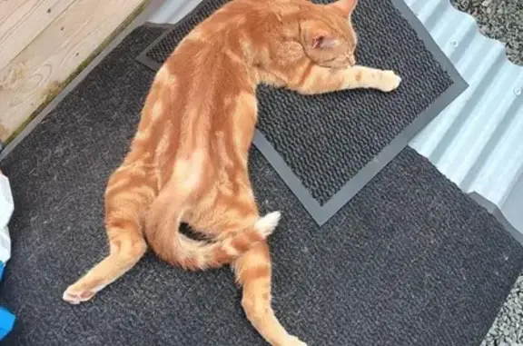 Chat roux perdu à Trélivan fin janvier - photo