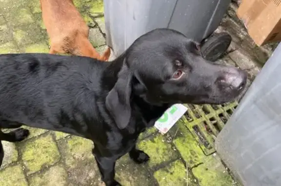 Chien trouvé Condé-sur-l'Escaut, photo: Deux chiens trouvés à Condé-sur-l'Escaut