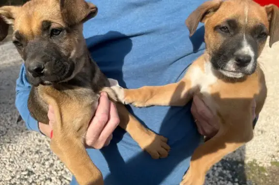 Adopt Adorable Pups: Breezy Hill, LA