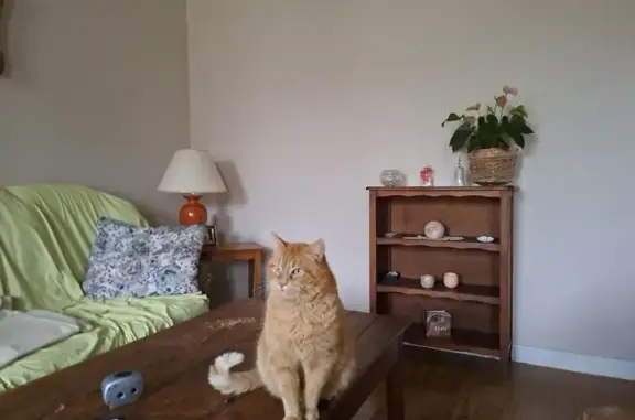 Chat perdu, Cognac, photo: Chat européen roux-blanc perdu à Cognac