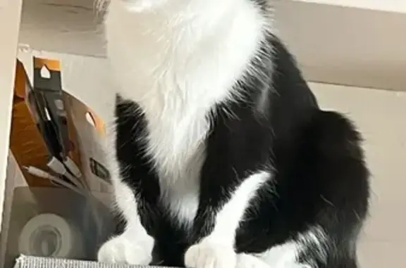 Chat perdu, Boulogne-Billancourt, photo: Simba, chat noir et blanc perdu à Boulogne