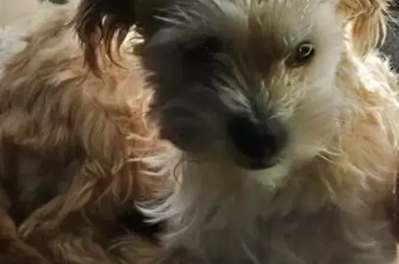 Lost Yorkie: Blonde Terrier on North Central