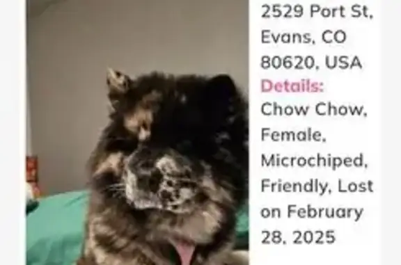 Lost Chow Chow: Last Seen on Evans Lane