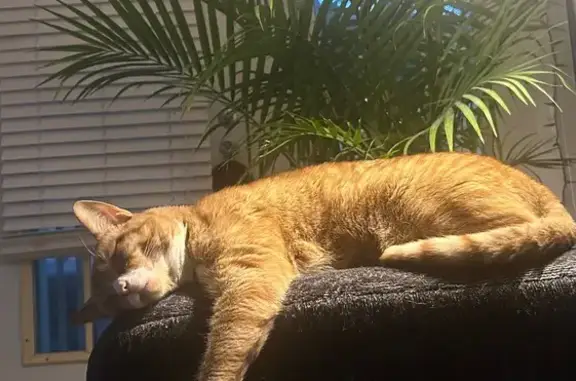 Help Find Our Skittish Orange Tabby!