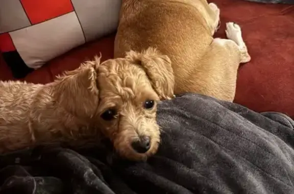 Lost Cockapoo: Cream/Tan, Pickerington