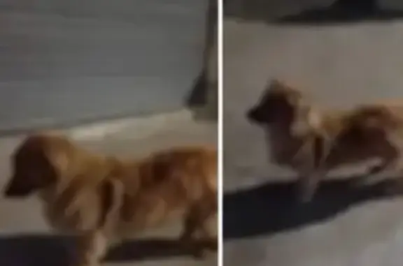 Procura-se Cachorra Caramelo Perdida em Curitiba