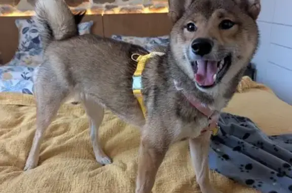Chien perdu , photo : Chien Shiba d'un an perdu à Légny
