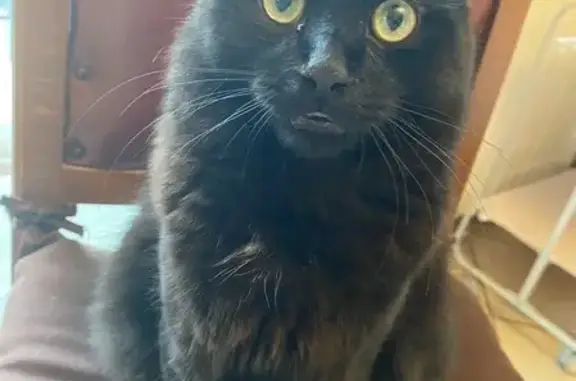 Chat noir perdu, 9 mois, Nice Corniche 77 - photo