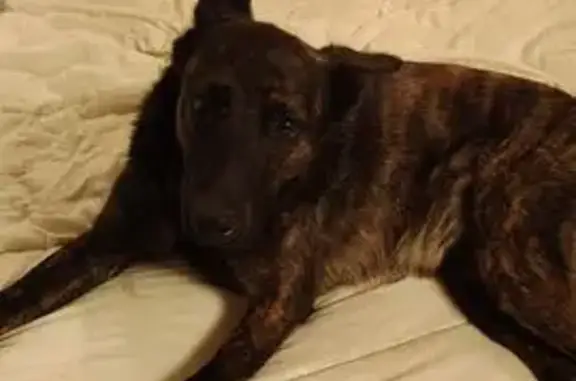 Chien perdu , photo : Chien disparu à Saint-Couat-d'Aude