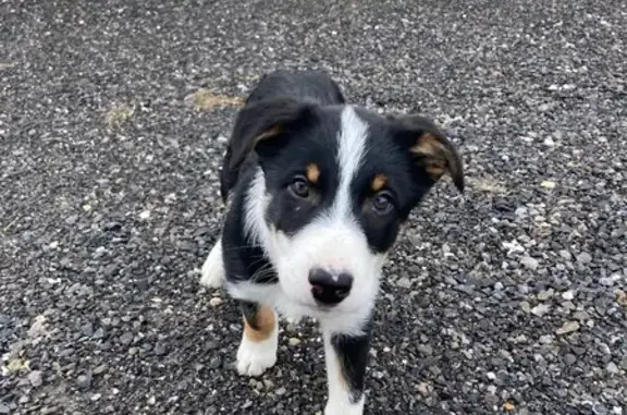 Animaux perdus , photo: Chien perdu : Border collie 3,5 mois