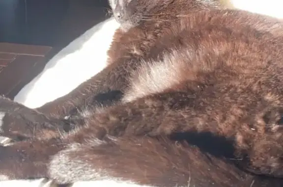 Chat noir perdu, mâle castré, Grâces - photo