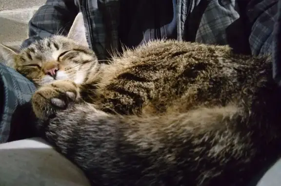 Animaux trouvés , photo: Chat tigré mâle trouvé à Saint-Jean-de-Daye