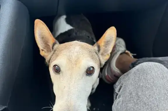 Chien perdu à Saint-Étienne-du-Grès - photo