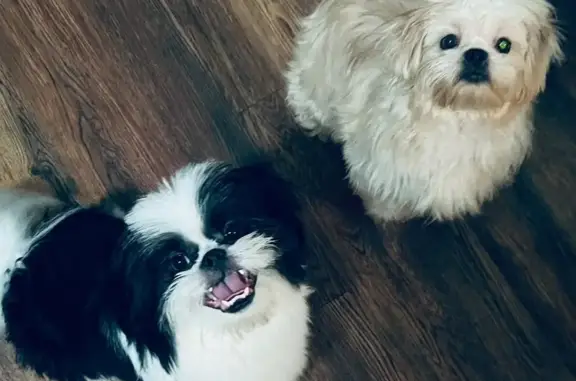 Lost Shih Tzu: Black & White in Bakersfield