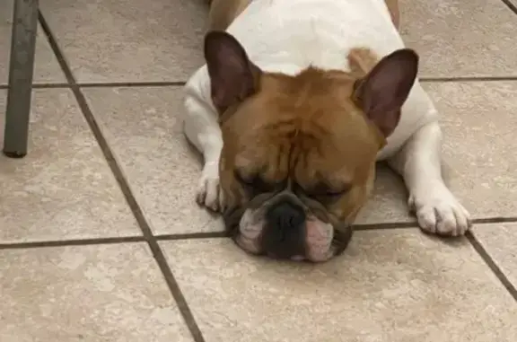 Lost French Bulldog in Chicago Area