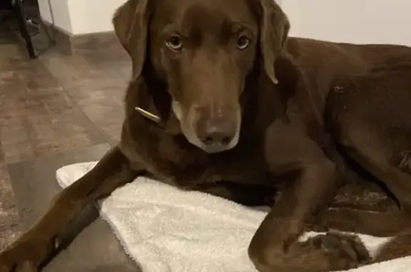 Chienne Labrador trouvée à Esnandes - photo