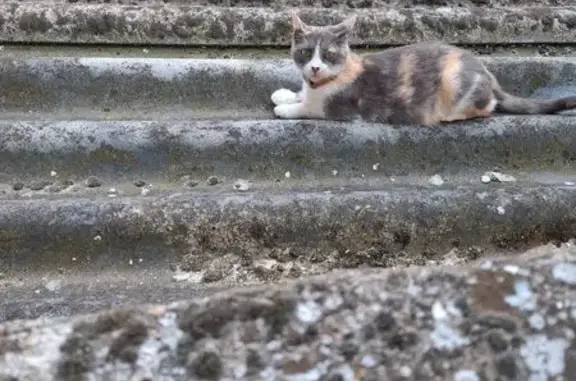 Chat tricolore perdu à Valenciennes - photo
