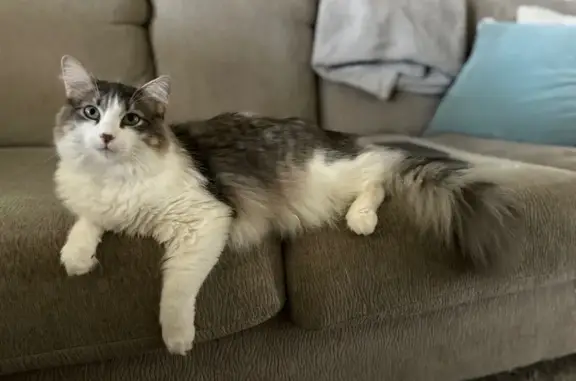 Lost Gray & White Cat in New Braunfels