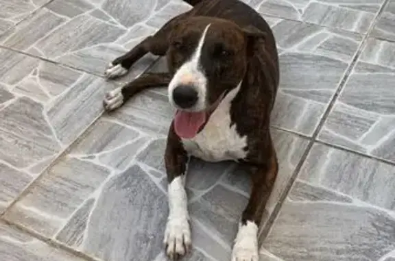 Cachorra Perdida em São Paulo: Ajude a Encontrá-la!