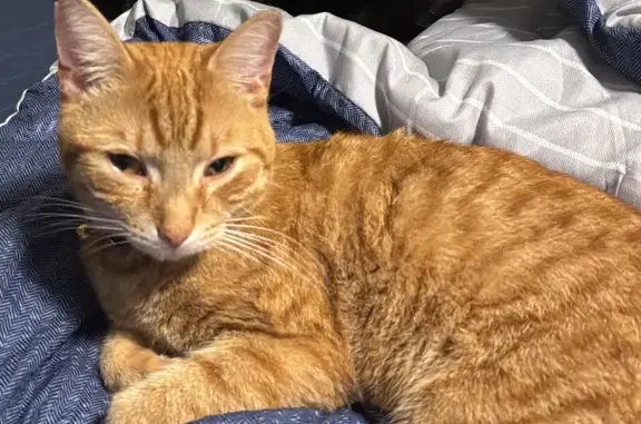 Missing Cat: Help Find Buby in Providence