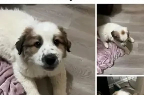 Lost 3-Month-Old Great Pyrenees Mix