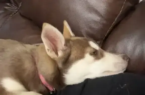 Lost Husky Puppy 'Cinnamon' in Gainesville