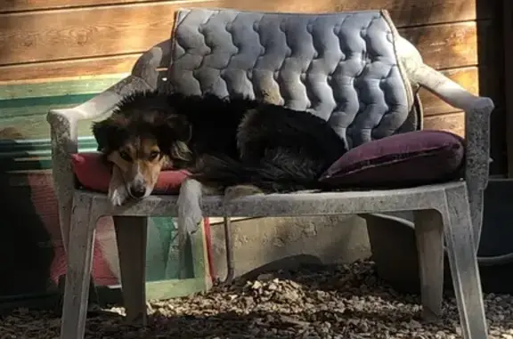 Chien perdu, croisé berger australien, Meynes - photo