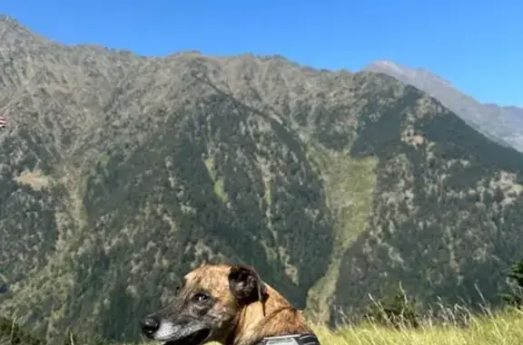 Chien perdu Le Poiré-sur-Vie, photo : Chien Disparu: Dobby, Croisé Berger/ Malinois