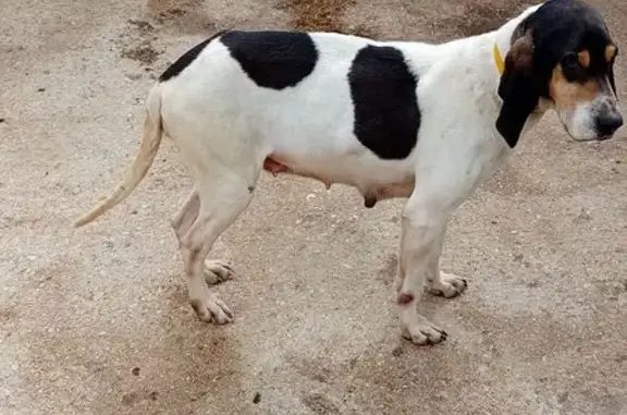 Animaux perdus Bourgogne-Franche-Comté, photo: Chien anglo-français perdu en Bourgogne